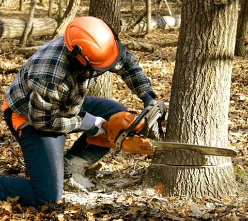 Tree Removal in Bristol, SD